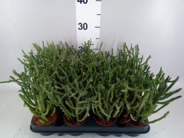 <h4>Euphorbia tirucalli</h4>