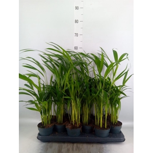 Dypsis lutescens   ...Chrysalidoca