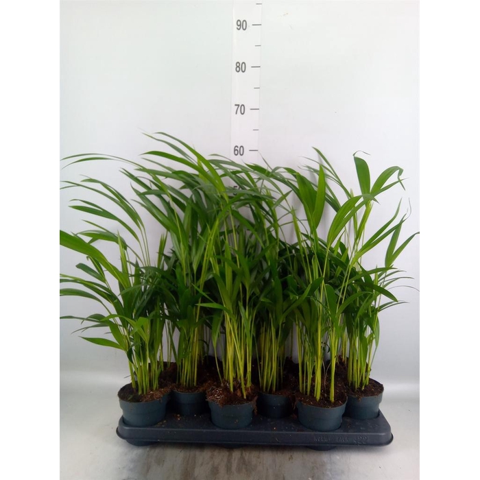 <h4>Dypsis lutescens   ...Chrysalidoca</h4>