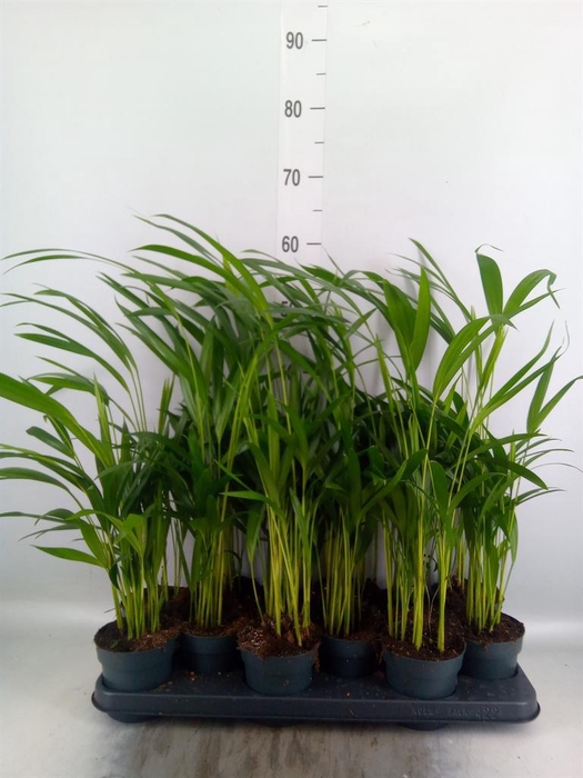 Dypsis lutescens   ...Chrysalidoca