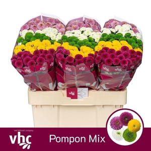 Chr S Pompon Gem Bs