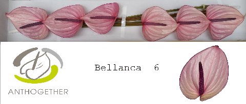 <h4>Anthurium Bellanca</h4>