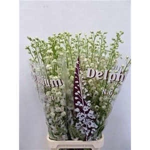 Delph El Dewi Rocket