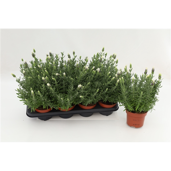 <h4>Lavandula Stoechas White</h4>