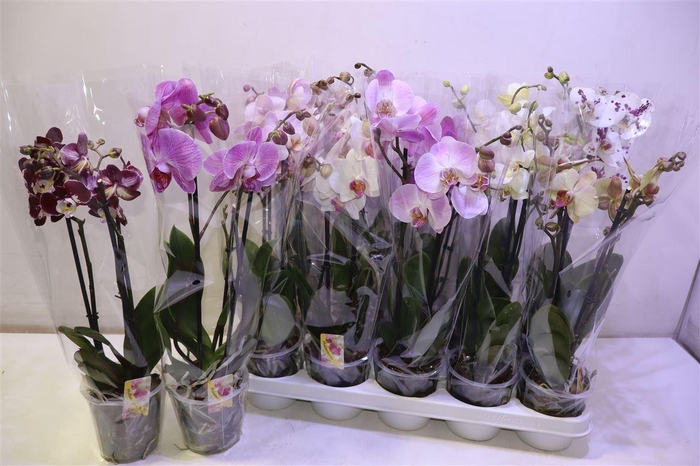 <h4>arr8 Phal Gem</h4>