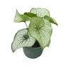 Brunnera