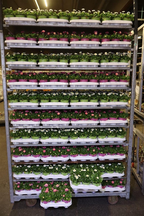 <h4>Bellis P Mixk 1 Kleur Per Tray</h4>