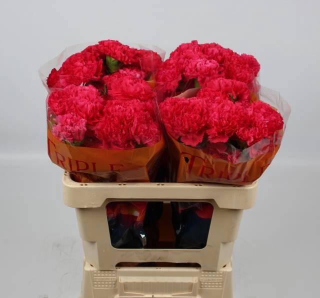 <h4>DI ST BIZET</h4>