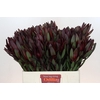 Leucadendron Saf Sunset Dark Red