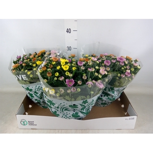 Chrysanthemum  'Elixer'