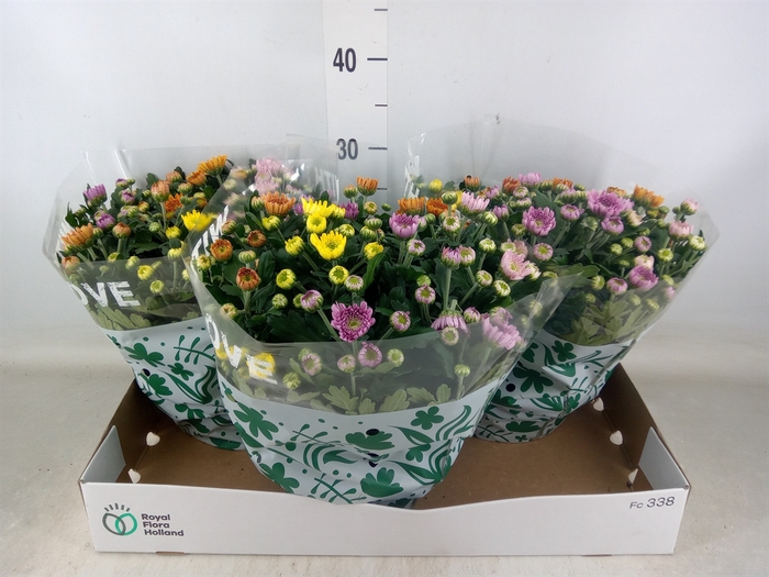 <h4>Chrysanthemum  'Elixer'</h4>