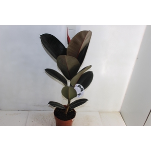 FICUS ELASTICA BURGUNDY P17