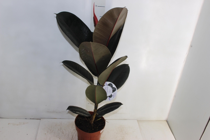 <h4>FICUS ELASTICA BURGUNDY P17</h4>