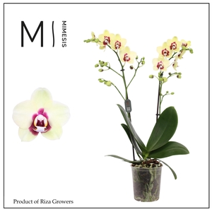 Phalaenopsis Deep Secret 2 spike - 12cm | Mimesis