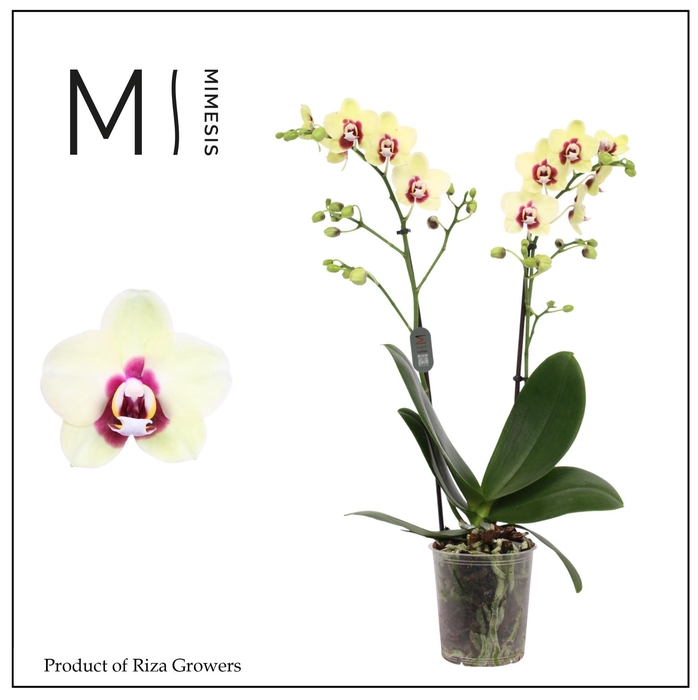 <h4>Phalaenopsis Deep Secret 2 spike - 12cm | Mimesis</h4>