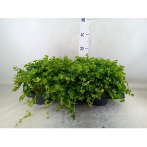 Peperomia rotundifolia