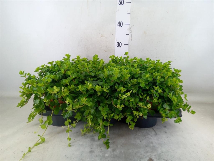 <h4>Peperomia rotundifolia</h4>