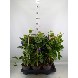 Thunbergia battiscombei