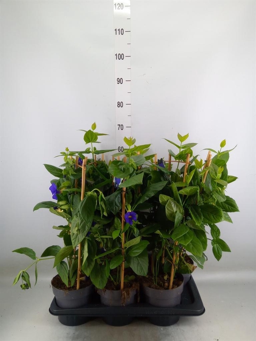 <h4>Thunbergia battiscombei</h4>