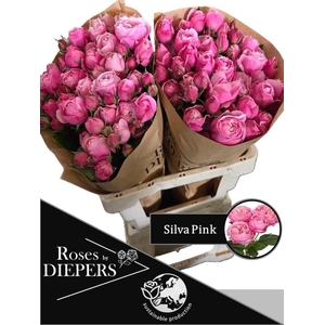 R TR SILVA PINK+