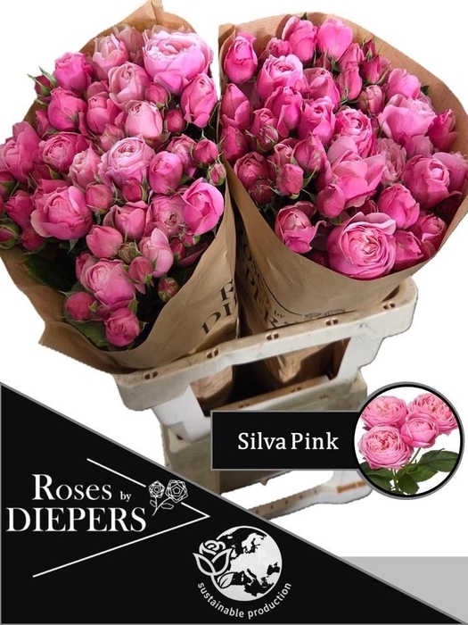 <h4>R TR SILVA PINK+</h4>