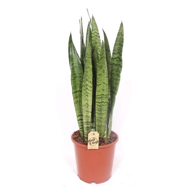 <h4>Sansevieria zeylanica</h4>