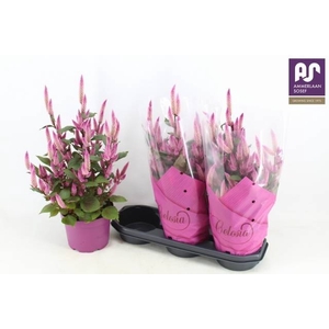CEL WILD PINK