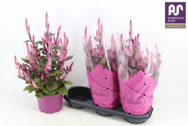 <h4>CEL WILD PINK</h4>