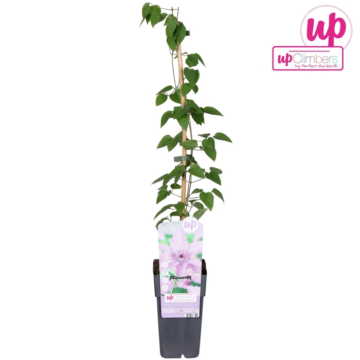 <h4>Clematis jackmanii Hagley Hybrid</h4>