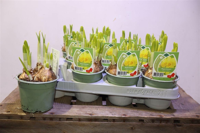 <h4>arr8 Narc O Tete A Tete</h4>