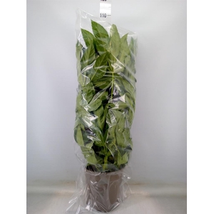 Fatsia japonica   ...