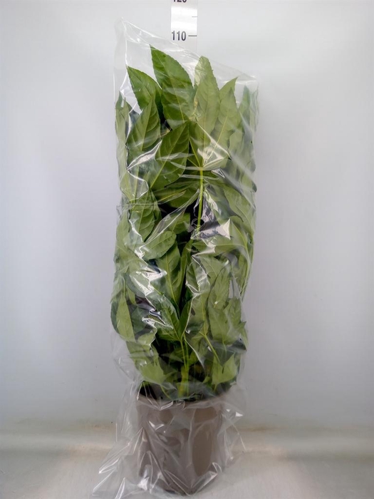 <h4>Fatsia japonica   ...</h4>