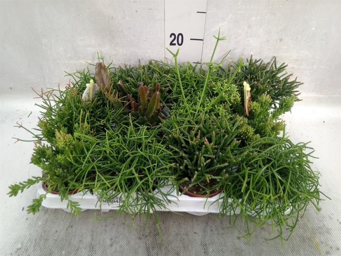 <h4>Rhipsalis   ...mix</h4>