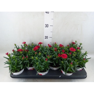 Dianthus  'Oscar Red'