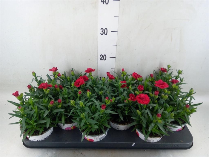 <h4>Dianthus  'Oscar Red'</h4>