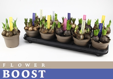 BOLBLOEMEN GEM