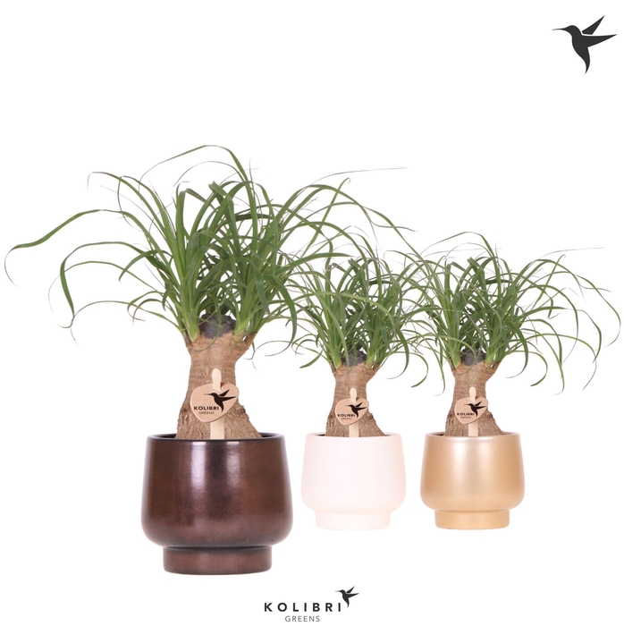 <h4>Kolibri Greens Beaucarnea in Scandic pot gold mix</h4>