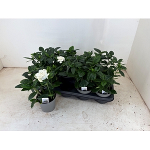 GARDENIA JASMINOIDES