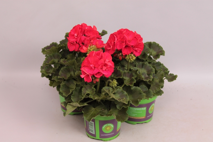 Pelargonium zonale Mylena (Rood)