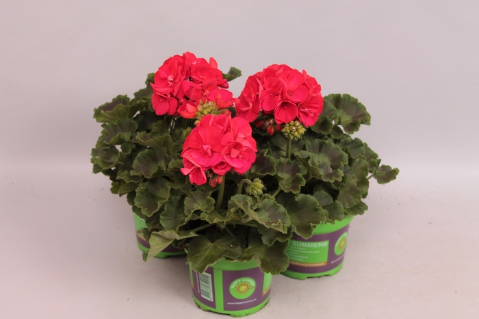 Pelargonium zonale Rood