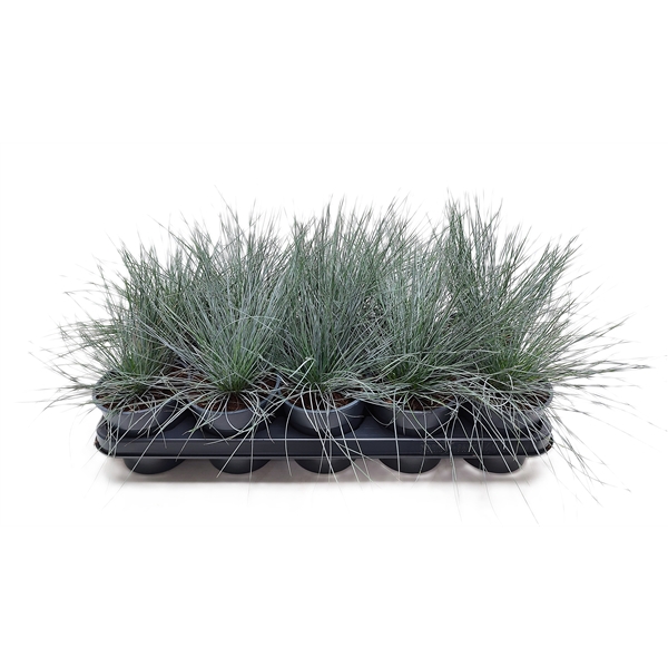 <h4>Festuca Glaucanta</h4>