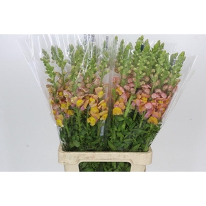 Antirrhinum Potomac Light Orange