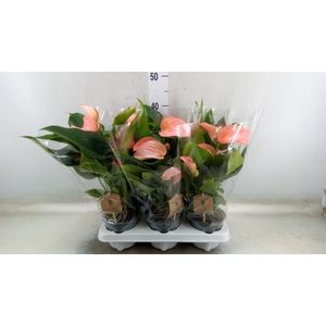 Anthurium (Andreanum Grp) Floriclon