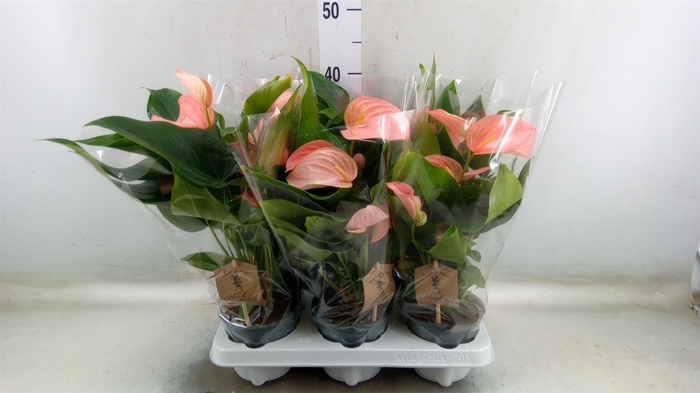 <h4>Anthurium (Andreanum Grp) Floriclon</h4>