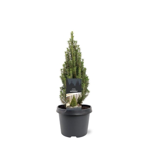Picea glauca 'Zuckerhut'