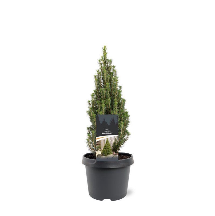 <h4>Picea glauca 'Zuckerhut'</h4>