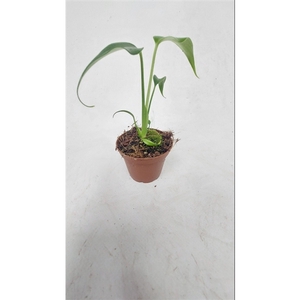 Monstera Burle max