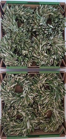 <h4>Wr Olijf 20cm (anttar)</h4>