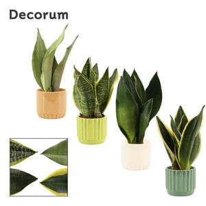 Sansevieria Super mix 9 cm in Liam (Natural bubble-collection)