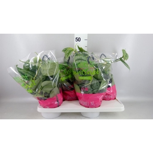 Scindapsus pictus 'Trebie'
